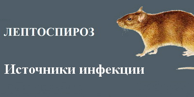 О лептоспирозе. Профилактиктические мероприятия